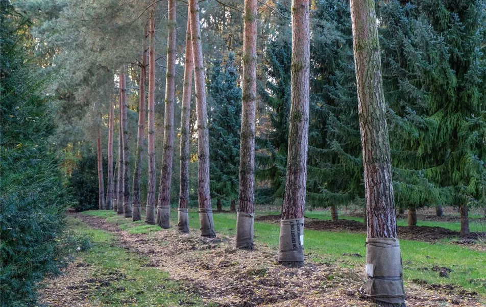 Pinus sylvestris Typ Waldbaum Stämme.jpg