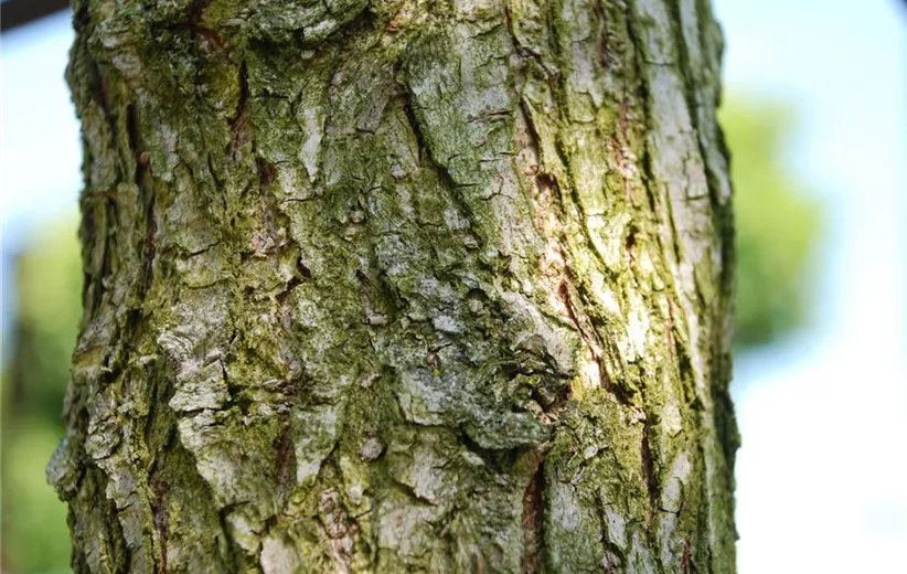 Ulmus-New-Horizon-Detail-(2).jpg