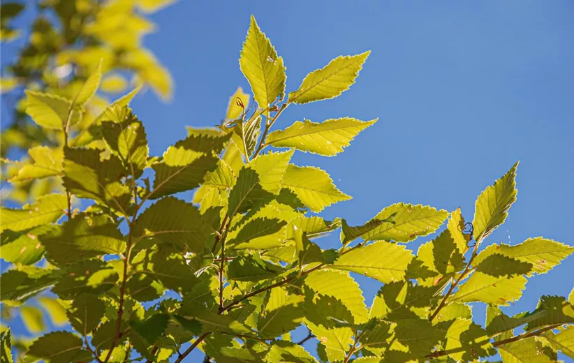 Ulmus-Fiorente-Detail-(1).jpg