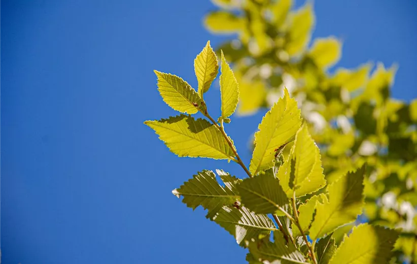 Ulmus-Fiorente-Detail-(2).jpg