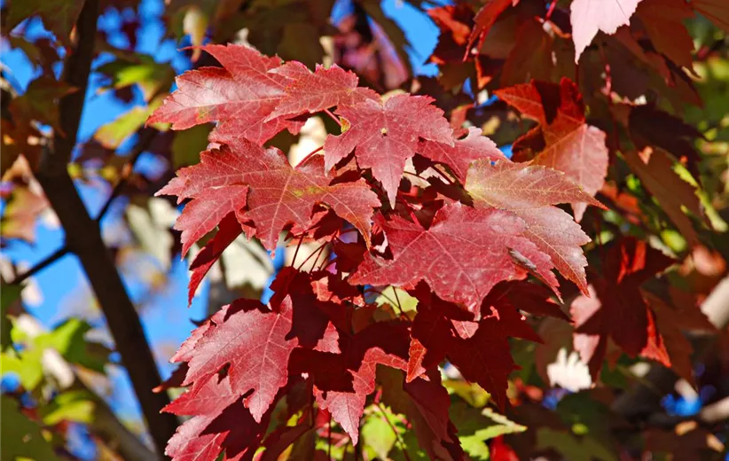 Acer-rubrum-October-Glory-Detail-(2).jpg