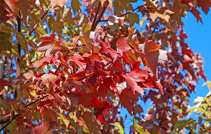 Acer-rubrum-October-Glory-Detail-(4).jpg