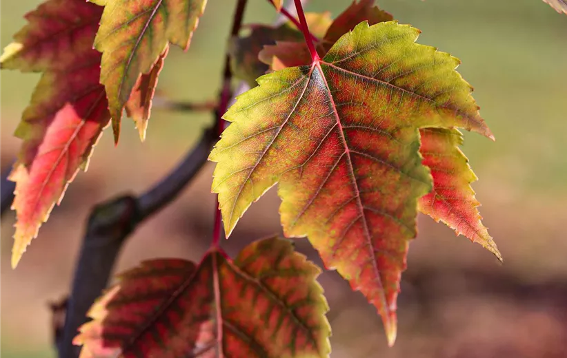 Acer-rubrum-'Red-Sunset'---1S1B6038.jpg