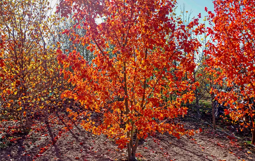 Acer-rubrum-Red-Sunset-200-300-x-400-500-(8).jpg