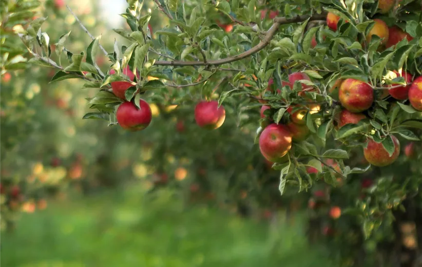 Einen-Apfelbaum-pflanzen-–-im-heimischen-Garten.jpg