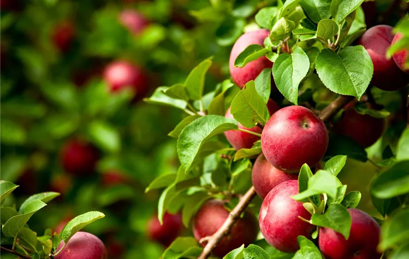 Einen-Apfelbaum-pflanzen-–-im-heimischen-Garten2.jpg