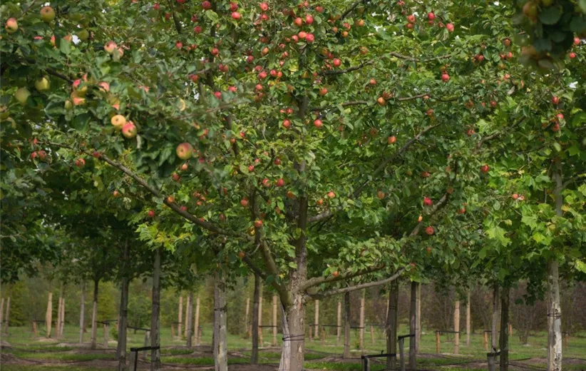 Einen-Apfelbaum-pflanzen-–-im-heimischen-Garten3.jpg