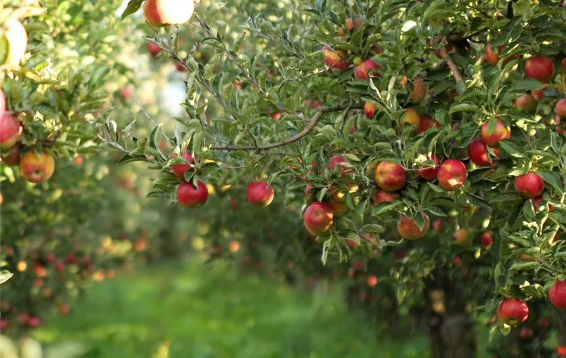 Einen-Apfelbaum-pflanzen-–-im-heimischen-Garten4.jpg