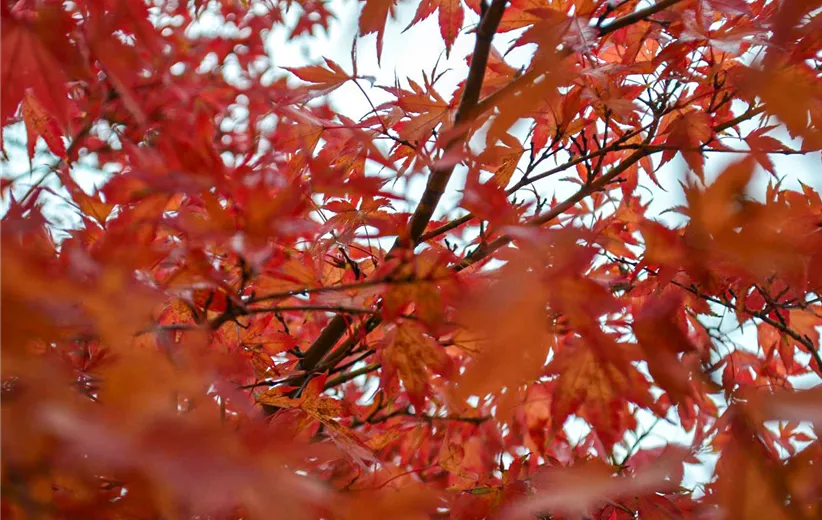 Acer-palmatum.jpg