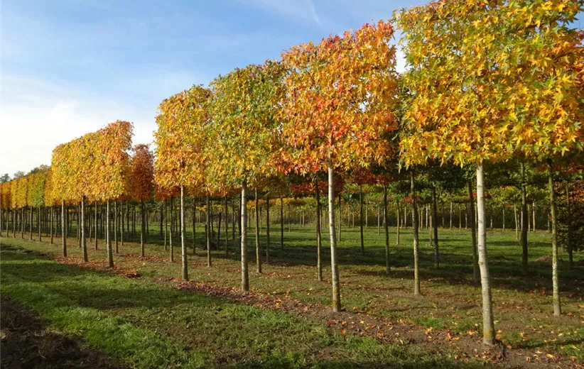 Liquidambar-styraciflua-'Worplesdon'.jpg