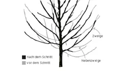 Lorberg FAQ Wie schneide ich meinen Baum.jpg