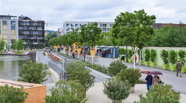 640 Juni 2019 - Zelkova 2 Jahre nach Pflanzung (1).JPG