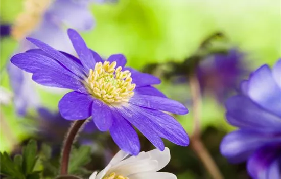 Potted anemones bring vibrant colors to the balcony. Potted anemones bring vibrant colors to the balcony.