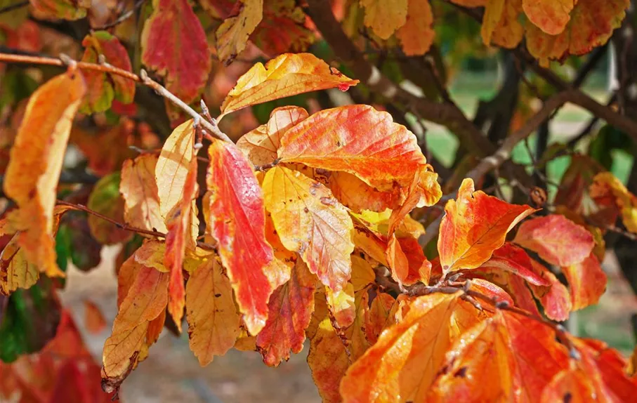 Parrotia persica Detail (11).JPG