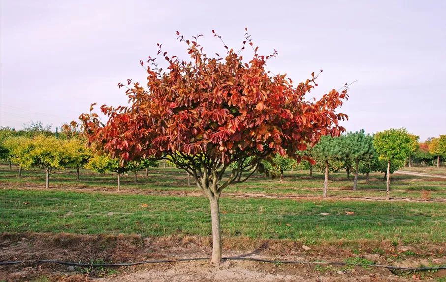 Parrotia persica Schirm (12).JPG