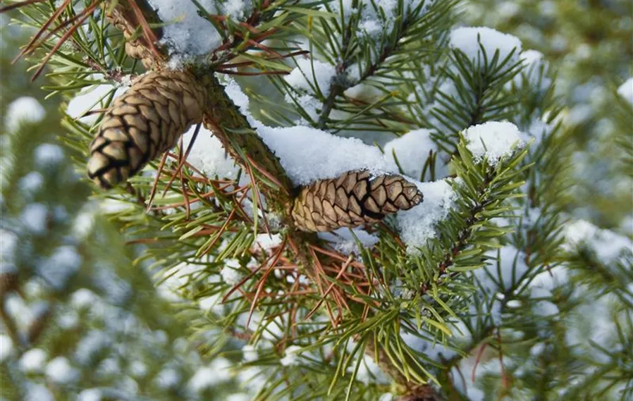 Pinus banksiana Detail (4).JPG