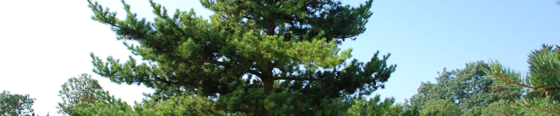 Pinus banksiana (3).JPG Pinus banksiana (3).JPG