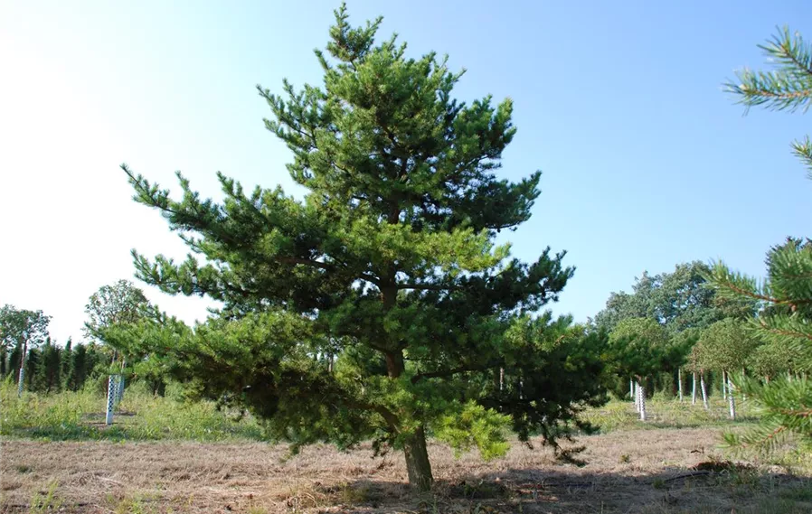 Pinus banksiana (3).JPG