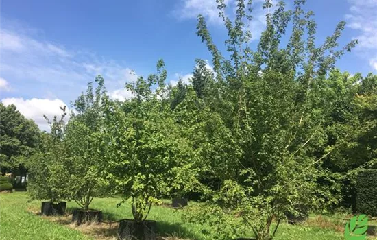 Acer campestre Acer campestre