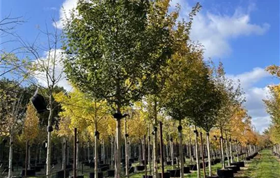 Acer campestre 'Elsrijk' Acer campestre 'Elsrijk'