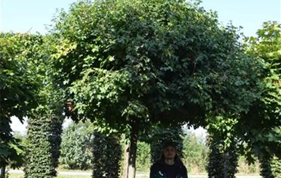 Acer campestre 'Nanum' Acer campestre 'Nanum'