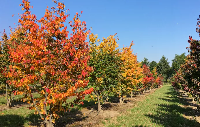 Parrotia-persica-(11).jpg