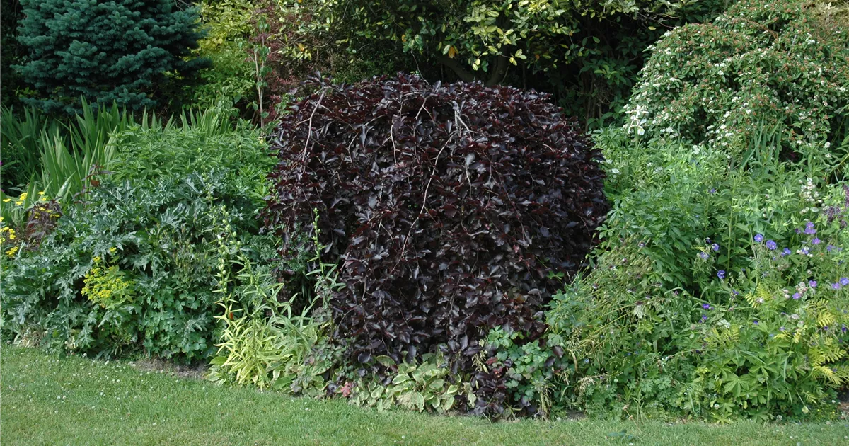 Fagus sylvatica 'Purpurea Pendula'