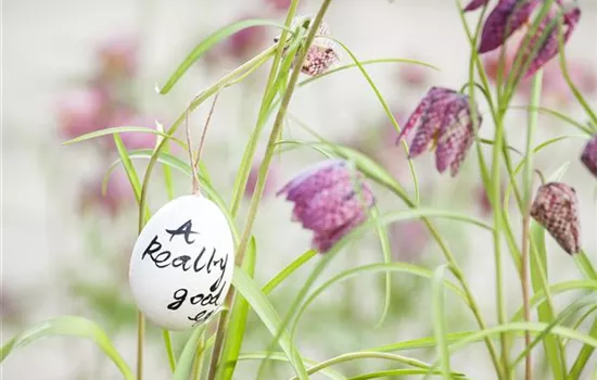 The Garden for the Easter Bunny – A Spring Paradise! The Garden for the Easter Bunny – A Spring Paradise!