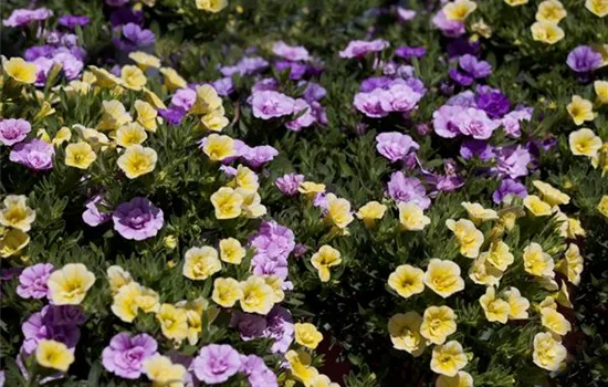 Showing your true colors is a lot of fun in the garden! Showing your true colors is a lot of fun in the garden!