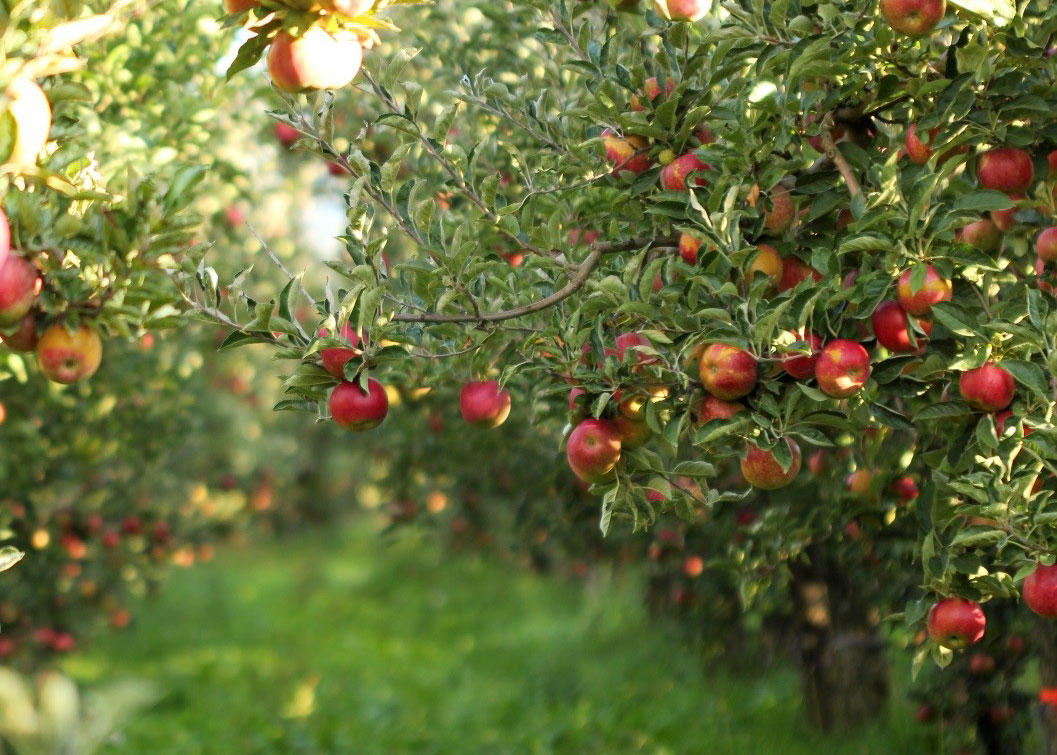 Eine Ernte fürs Leben: Apfelbäume richtig pflanzen und pflegen