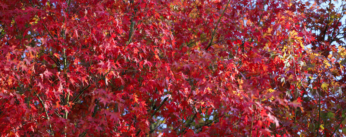 Die schönsten Bäume und Sträucher für leuchtende Herbstfarben