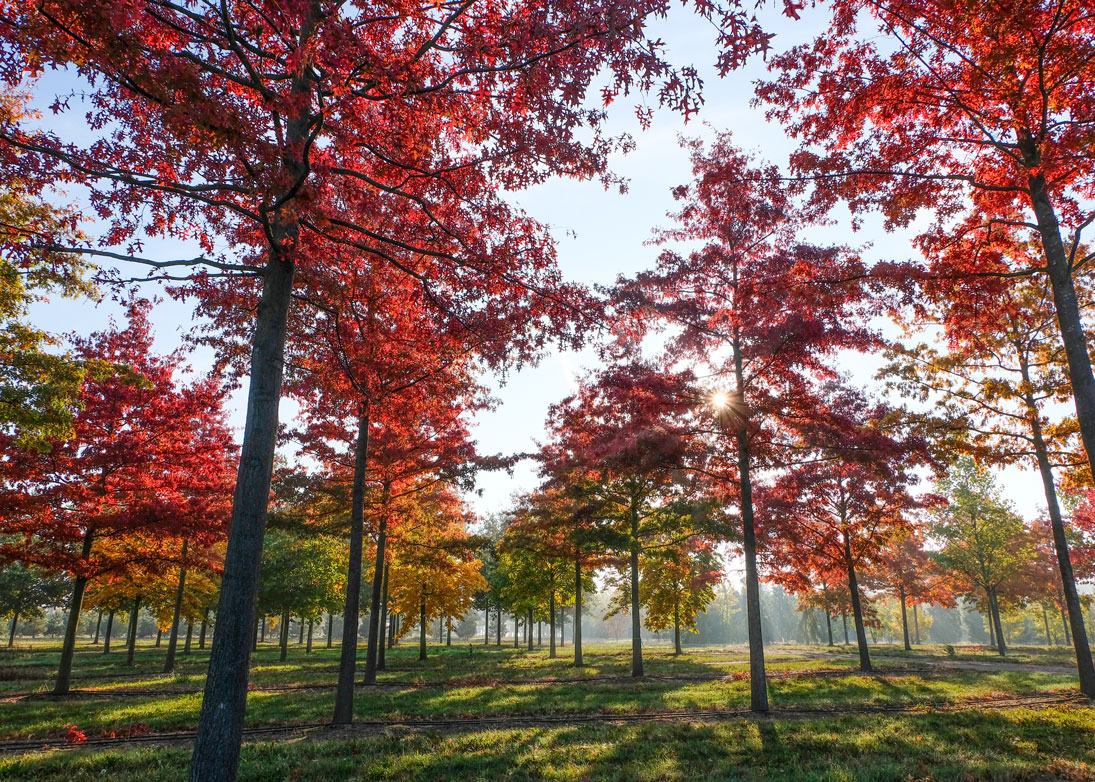 Die schönsten Bäume und Sträucher für leuchtende Herbstfarben