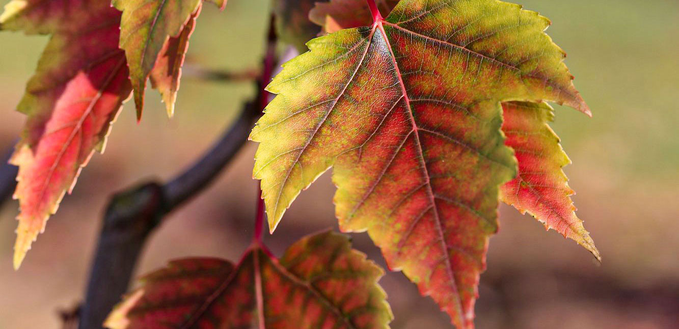 Pflanze des Monats Oktober: Acer rubrum (Rot-Ahorn)