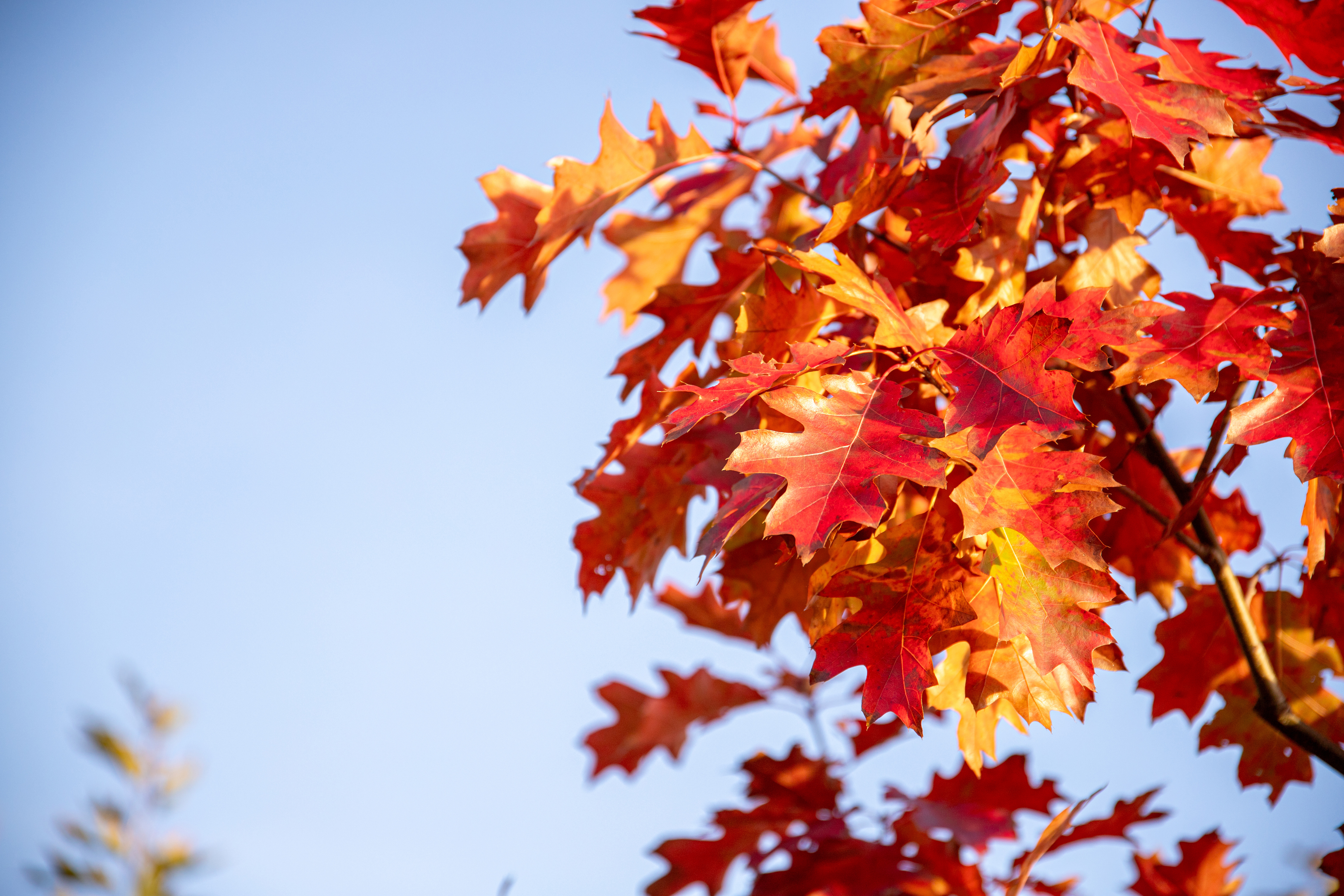 Pflanze des Monats November - Quercus palustris (Sumpf-Eiche)