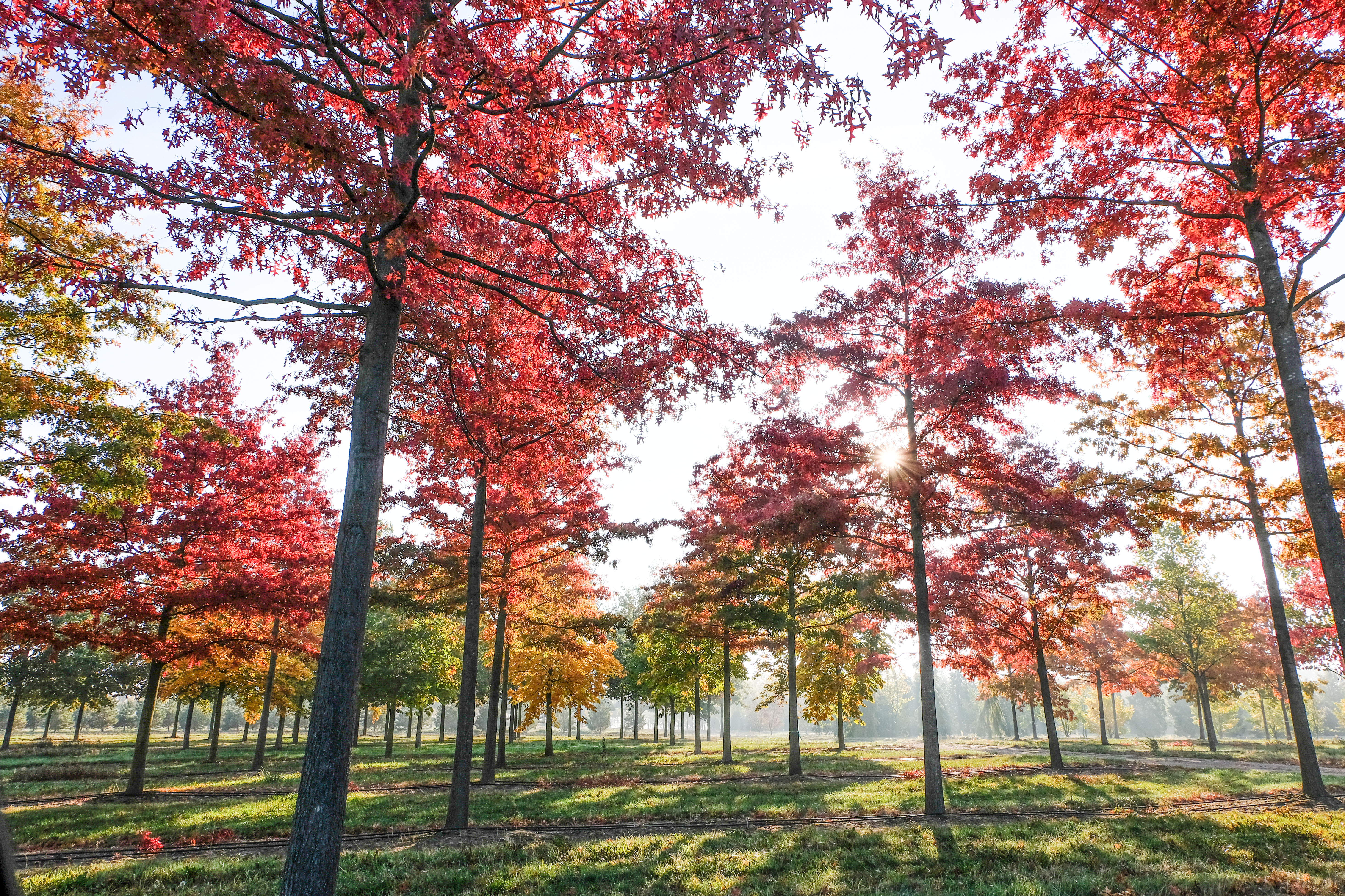 Pflanze des Monats November - Quercus palustris (Sumpf-Eiche)