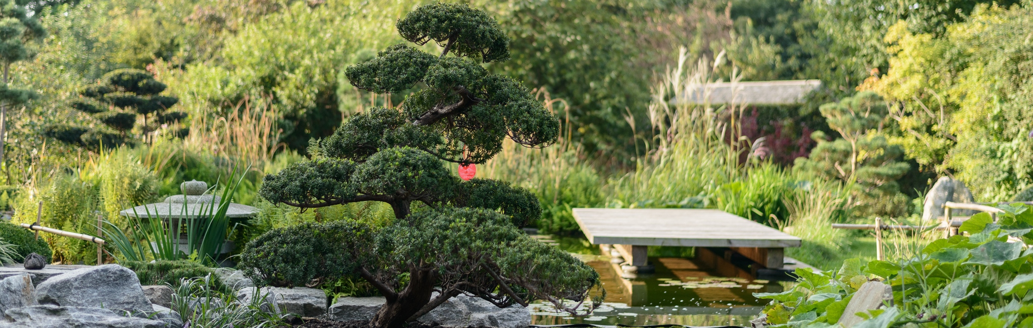 Bonsai-Woche in Kleinziethen