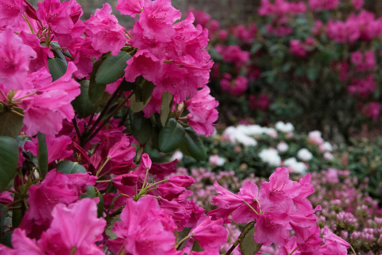 Rhododendron